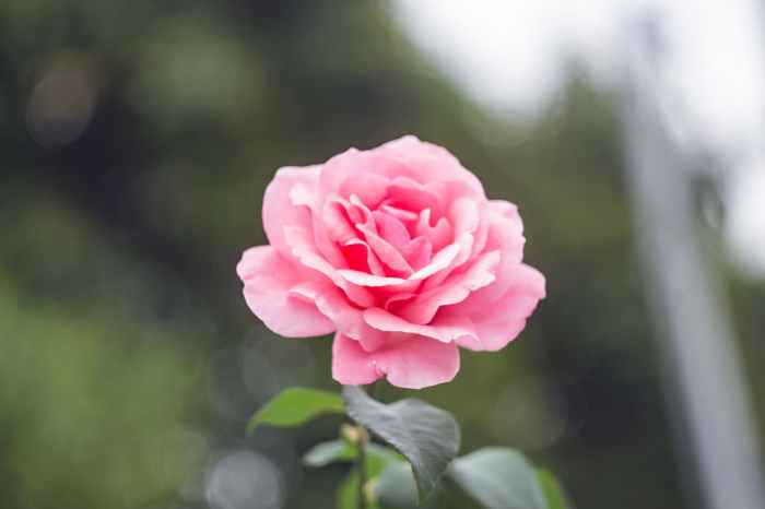 close up photography of pink rose